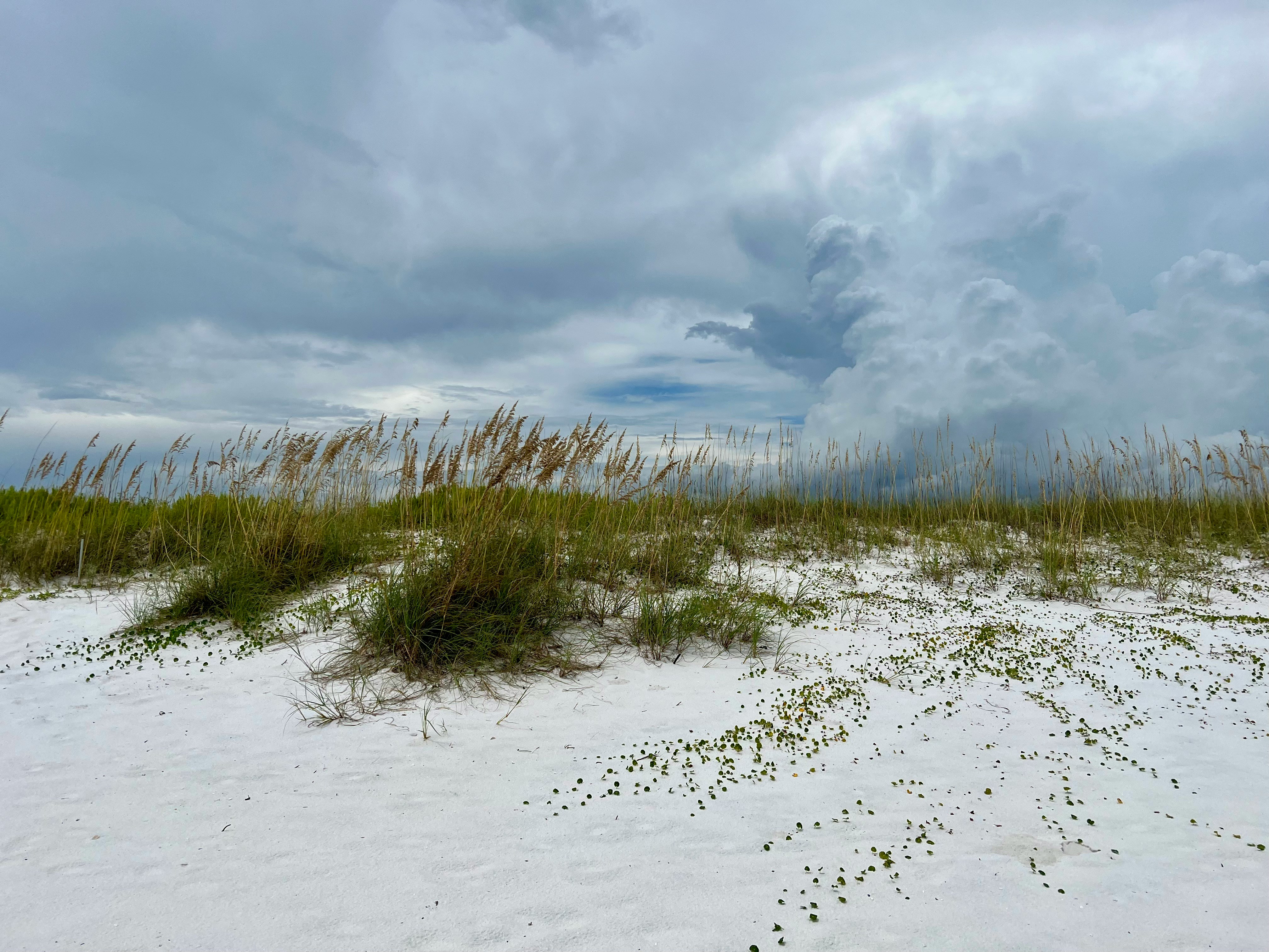 Pensacola Beach Sugar Sand Dune and Sea Oats